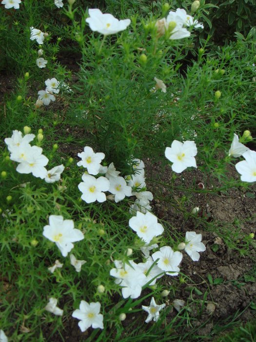 Nierembergia speciosa 'Mont Blanc'